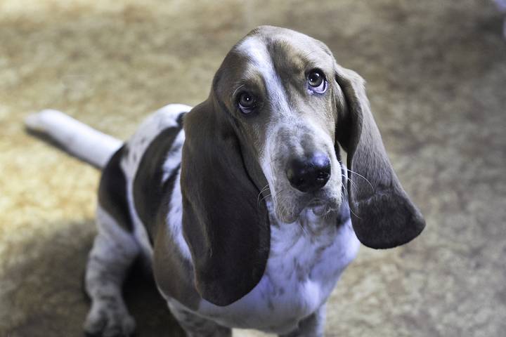 Basset Hounds are good emotional support dog breeds.