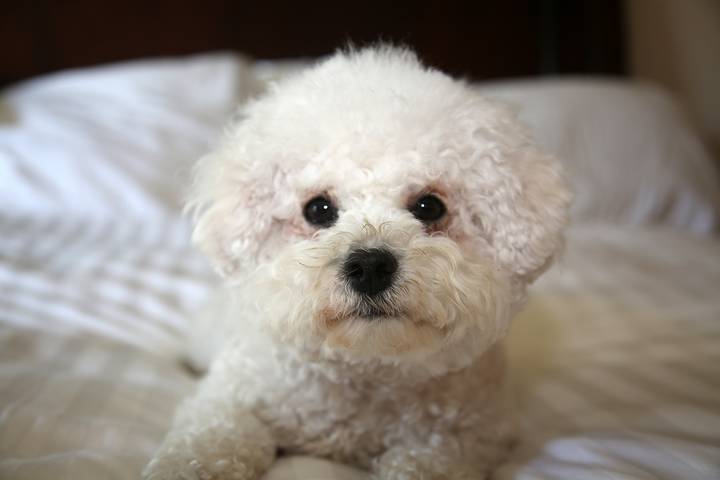 The Bichon Frise is a good dog for emotional support ad mental health.