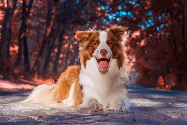 Border Collies are the top dog breeds for mental health.