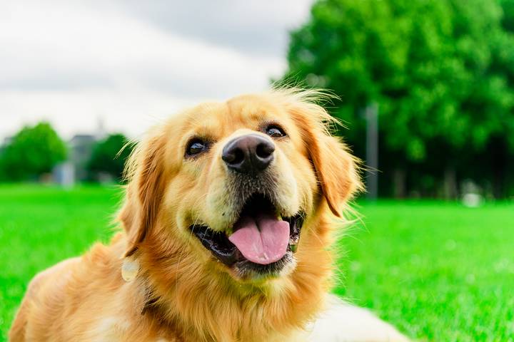 Golden Retrievers make the best dogs for anxiety.