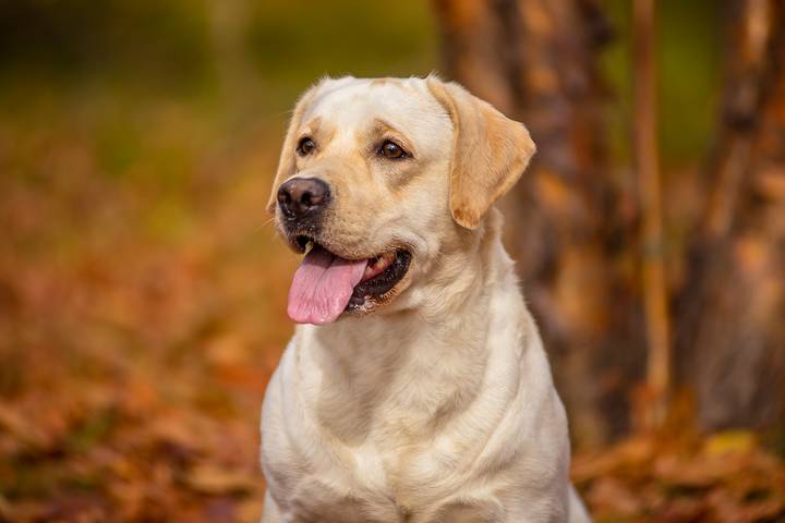 Labradors are excellent dogs for anxiety and depression.