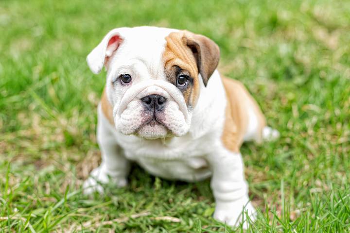 A bulldog is one of the best dogs for anxiety.