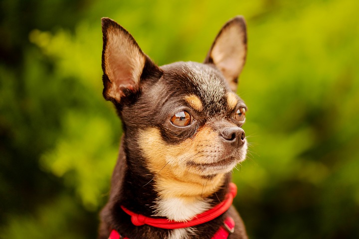 A chihuahua is one of the best dogs for anxiety.