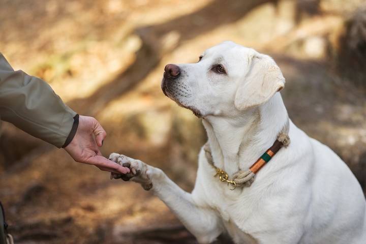 Golden Retrievers, Labradors & German Shepherds are great emotional support dog breeds for anxiety and depression.