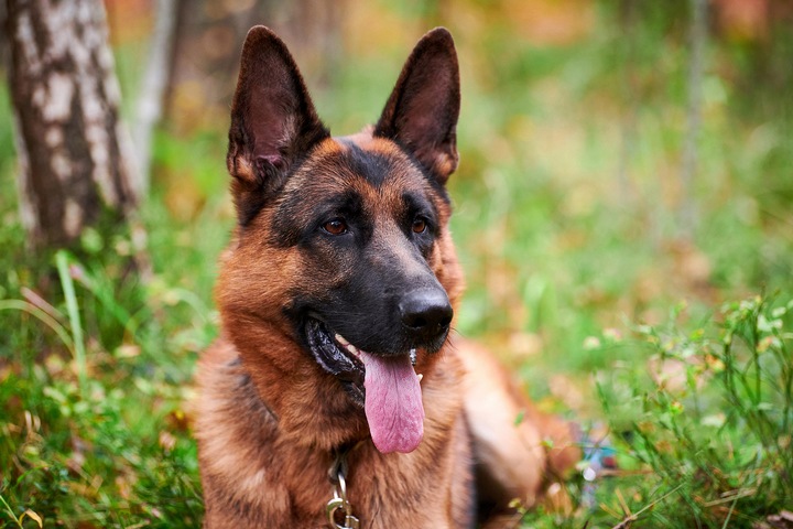 A German Shepherd is one of the best dogs for anxiety.