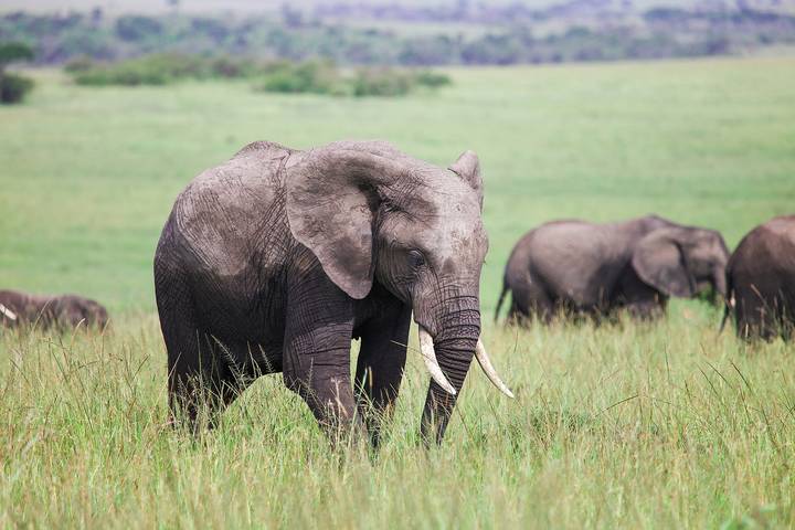 Kenya is one of the top countries to visit for wildlife.