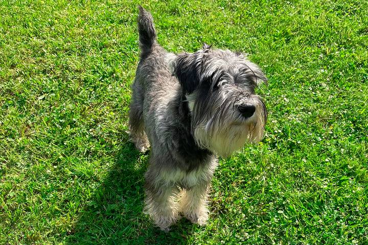 A Miniature Schnauzer is one of the best dogs for anxiety.