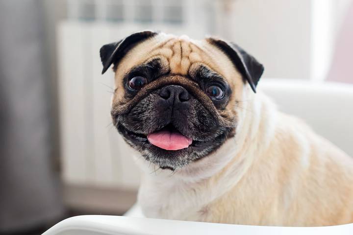 A pug is one of the best dogs for anxiety.