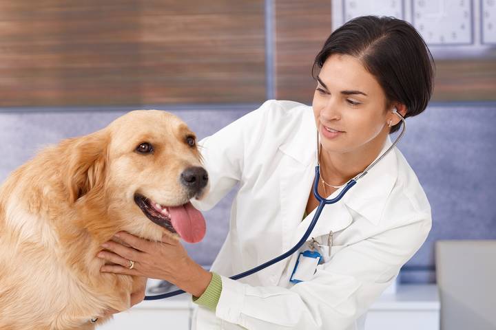 A veterinarian is one of the best careers to get into for the future.