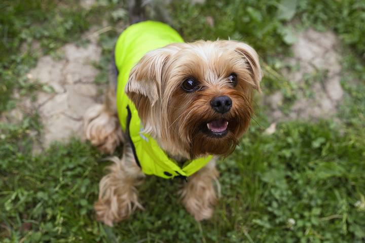 A Yorkshire Terrier is one of the best dogs for anxiety.